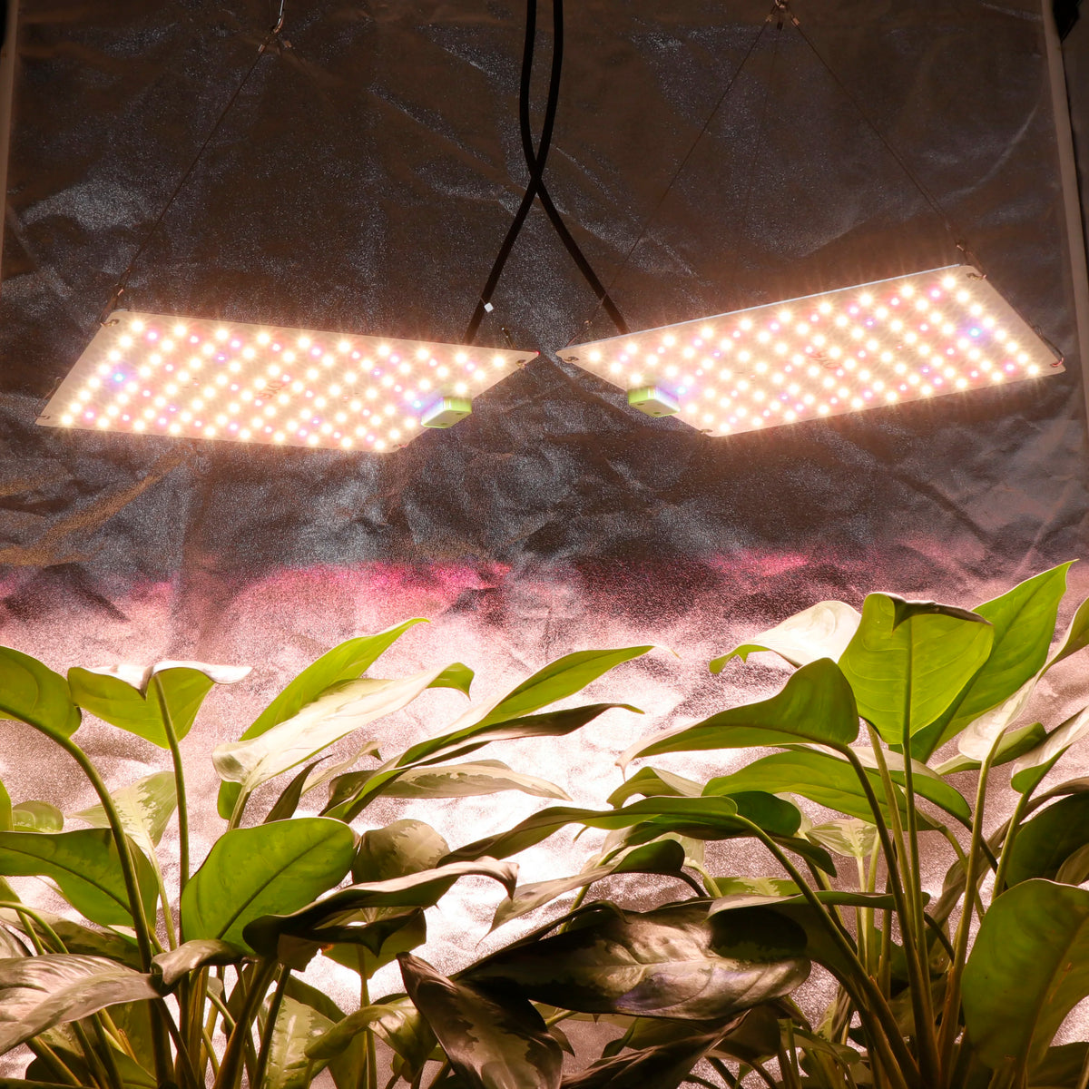 Super Bright Sam-ung Quantum Dot LM301H EVO Dimmable 85W 180W LED Plant Growth Light for Indoor Gardening And Agriculture